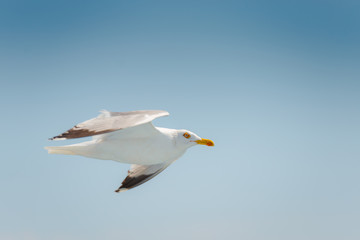 Seagull at the sea