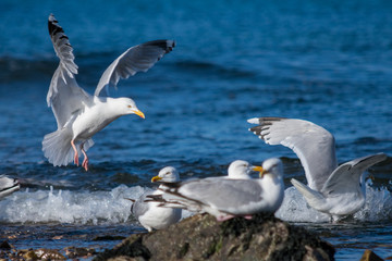 Fototapeta na wymiar Close-up of seagulls flying over sea