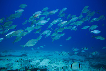 Fototapeta na wymiar group of fishes swimming
