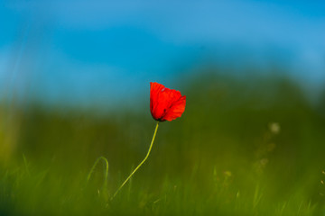 poppy flower