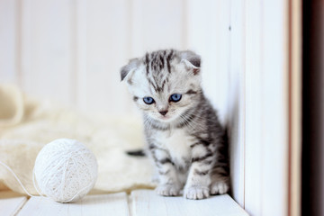 Portrait of young little kitten