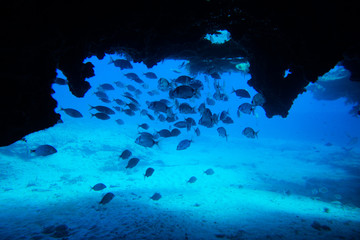 group of fishes swimming