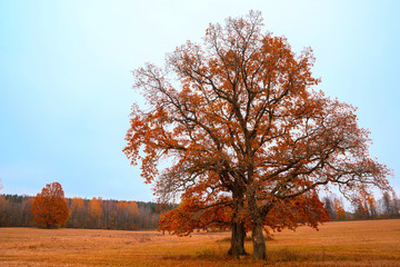 Autumn trees in the field. Ossennya it's time for the year.