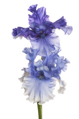 Irisblume isoliert