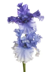 Fotobehang Iris iris bloem geïsoleerd