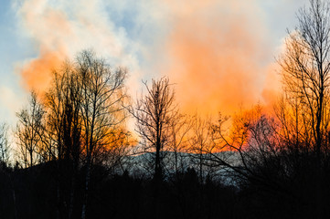 Fire in forest
