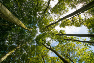 Fototapete bei efototapeten.de bestellen   