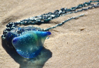 Blue bottles washed up on beach sand
