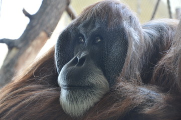 orang utan