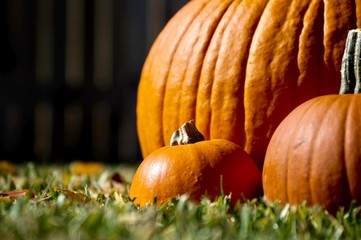 Pumpkins in the grass in front of a blurred out wooden fence with copy space