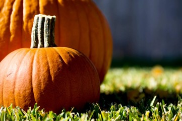 Pumpkins in the grass in front of a blurred out wooden fence with copy space