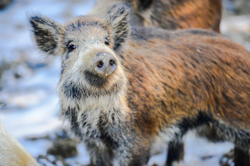 Wild boars in the winter