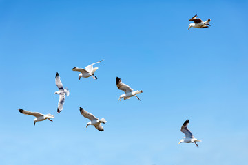 Flock of fighting flying seagull and the blue summer sky in the background