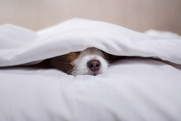 Dog Jack Russell Terrier lying in bed - obrazy, fototapety, plakaty