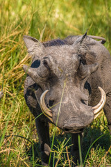 Moremi Game Reserve, Okavango Delta, Botswana