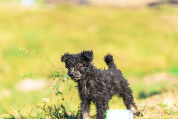 Cute dog