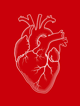 Heart. The internal human organ, Anatomical structure. Red detailed outline drawing, engraved print.