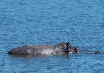 Fototapeta premium Hippo pool, Moremi Game Reserve, Okavango Delta, Botswana