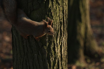 red-haired furry squirrel in the park