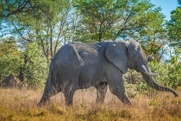 Fototapeta premium Elephant bull in musth, Moremi Game Reserve, Okavango Delta, Botswana