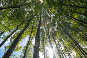 Fototapeta premium Die Sonne scheint in einen Buchenwald auf Insel Rügen an einem wunderschönen Tag im Herbst