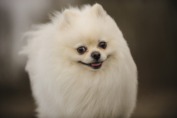 White Pomeranian dog with big smile