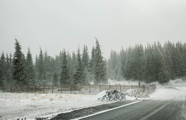 Abandoned mountain road in pine forest, snow strom