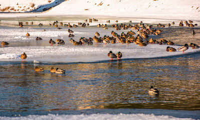 flock of ducks on the ice of frozen river. some birds swim in the water