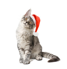 Kitten in red hat