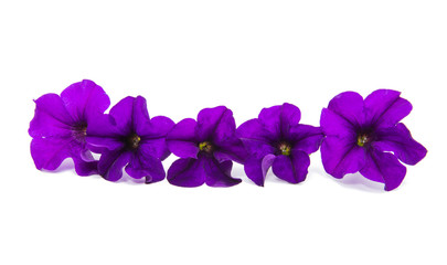 violet flower of petunia isolated