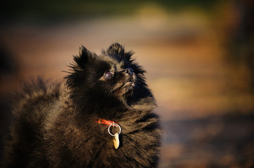 Black Pomeranian dog outdoor portrait closeup