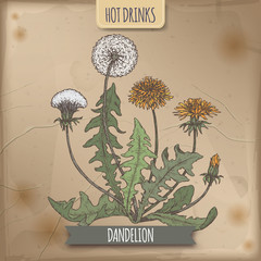 Dandelion aka Taraxacum officinale color sketch. Hot drinks collection.