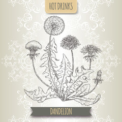 Dandelion aka Taraxacum officinale sketch. Hot drinks collection.