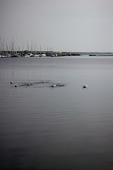 Seagulls in the water