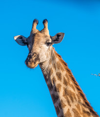 Fototapeta premium Giraffe, Moremi Game Reserve, Okavango Delta, Botswana