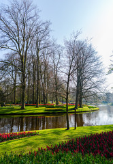 Beautiful flowers in the park