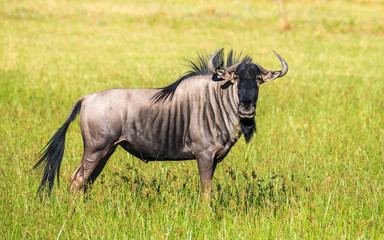 Obraz na płótnie Canvas Wildebeests (Gnus), Moremi Game Reserve, Okavango Delta, Botswana