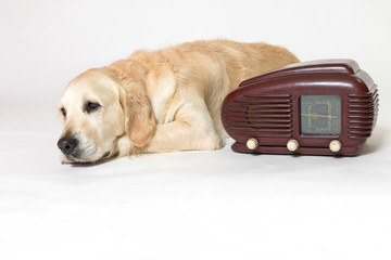Golden Retriever Dog is lying next to the radio