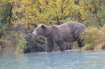 griz coming out of woods crossing a creek