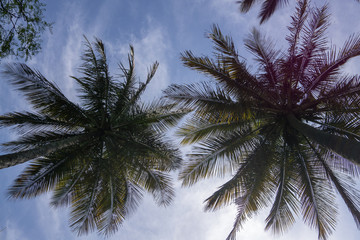 Palmen in Südafrika