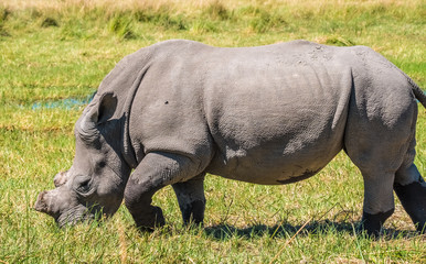 Obraz premium White rhino dehorned by rangers to protect it from poachers, Moremi Game Reserve, Okavango Delta, Botswana