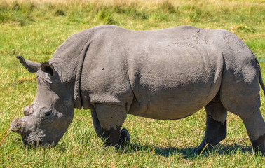 Fototapeta premium White rhino dehorned by rangers to protect it from poachers, Moremi Game Reserve, Okavango Delta, Botswana
