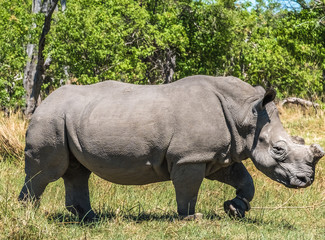 Fototapeta premium White rhino dehorned by rangers to protect it from poachers, Moremi Game Reserve, Okavango Delta, Botswana