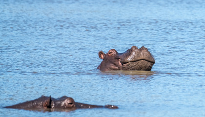 Fototapeta premium Hippo pool, Moremi Game Reserve, Okavango Delta, Botswana