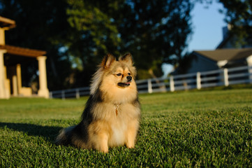 Pomeranian dog sitting on grass yard