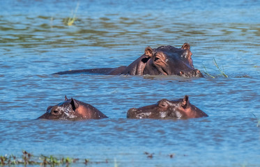 Hippo pool, Moremi Game Reserve, Okavango Delta, Botswana