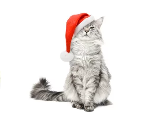 Fotobehang Grey cat in Santa Christmas red hat © Elena Butinova
