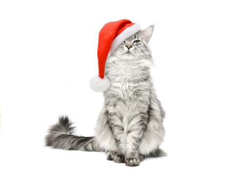 Grey cat in Santa Christmas red hat
