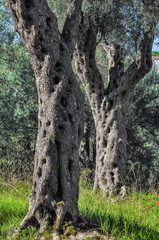 Olivenhain in Dalmatin