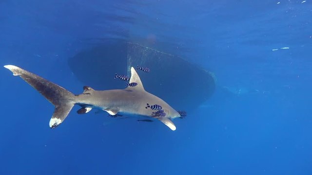 An Oceanic white tip shark or Longimanus and pilot fish swims slowly at Big Brother Island, Red Sea, Egypt. Full HD underwater footage.